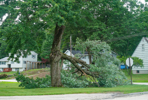 How Our Tree Care Process Works  in  Grass Valley, CA