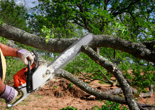 Trusted Grass Valley, CA Tree Services Experts